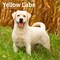 Yellow Labrador Retrievers | 2026 12 x 24 Inch (Hanging) Monthly Square Wall Calendar | Plastic-Free